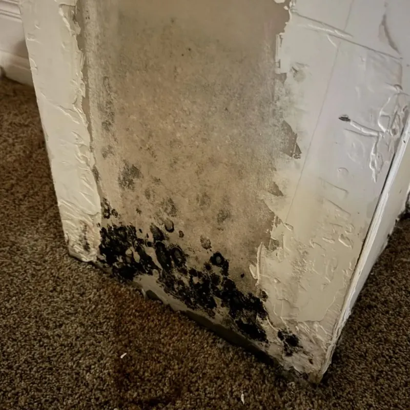 Professional Mold Removal in Woodbury Center, CT